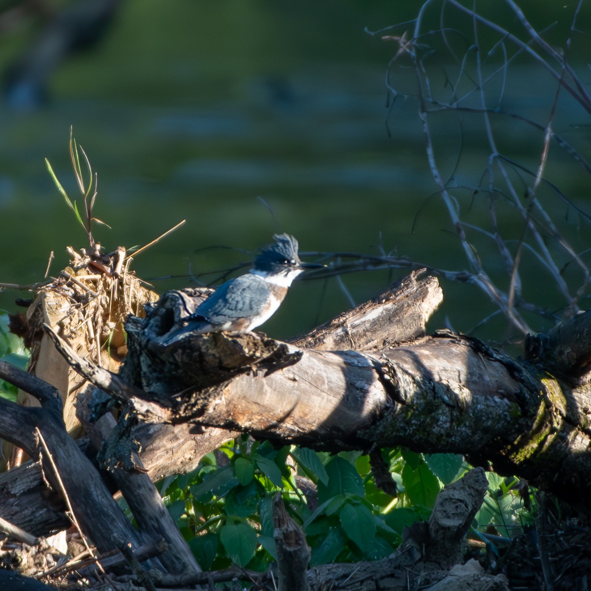 Belted Kingfisher - ML619885135
