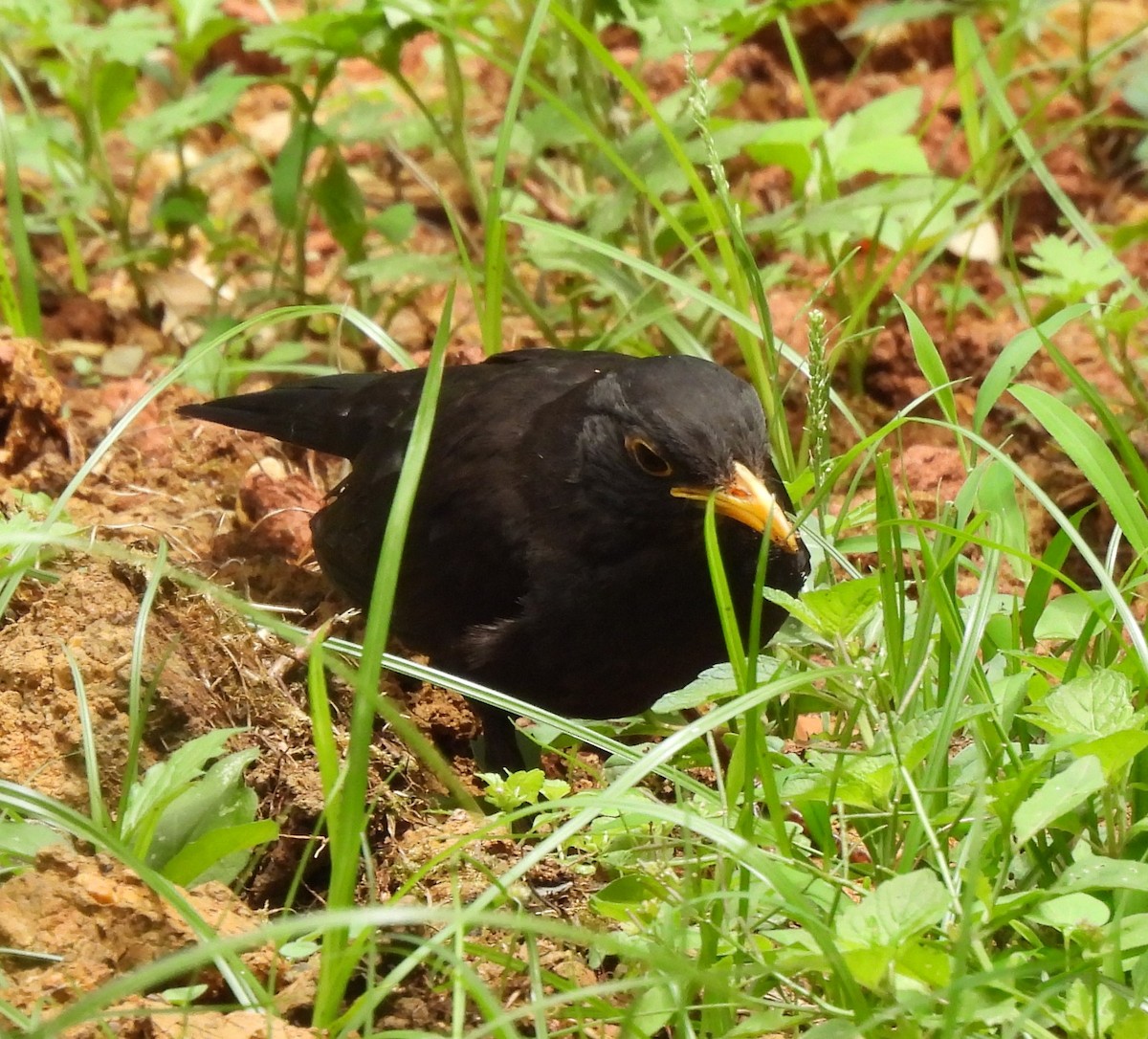 Chinese Blackbird - ML619885137