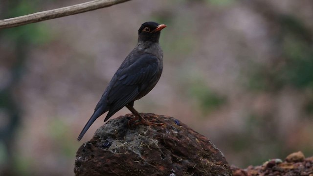 Indian Blackbird - ML619885139