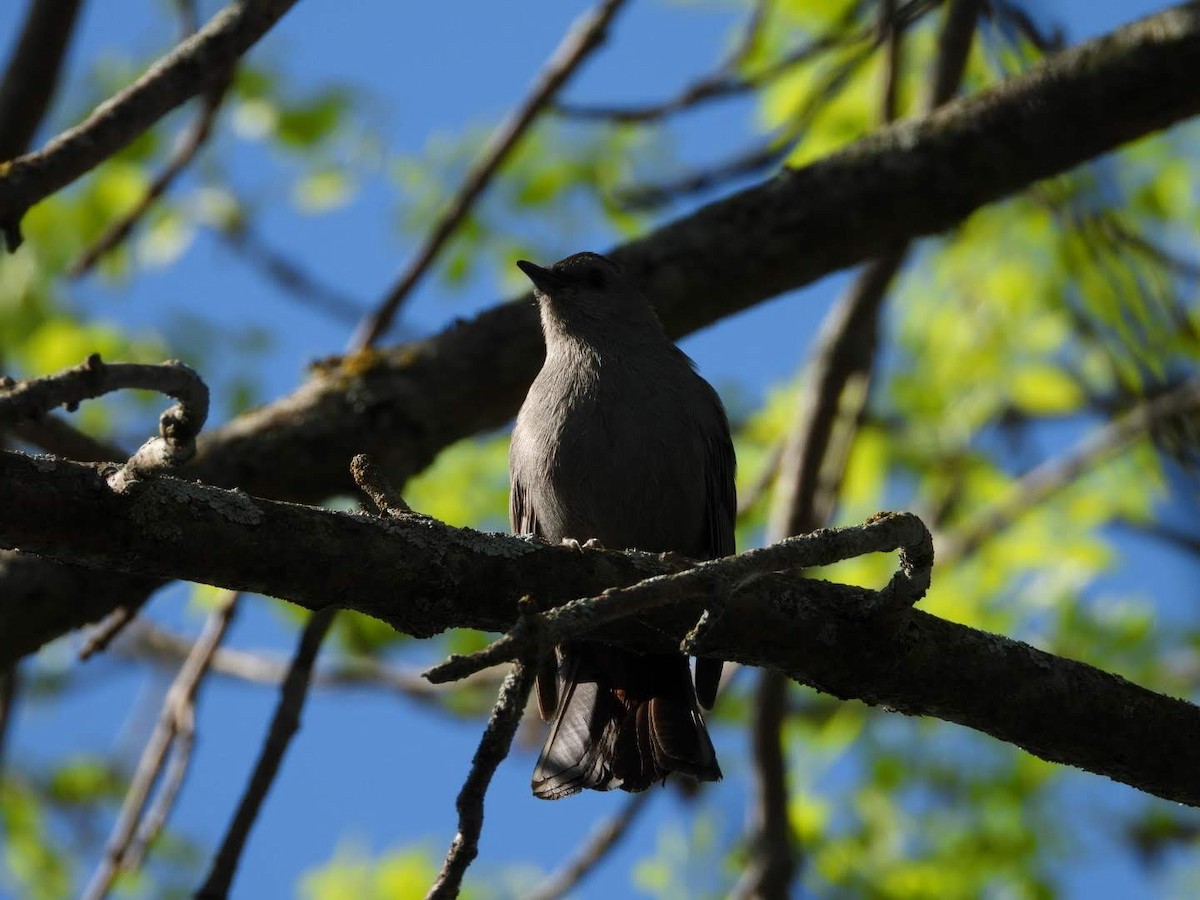 Gray Catbird - ML619885141