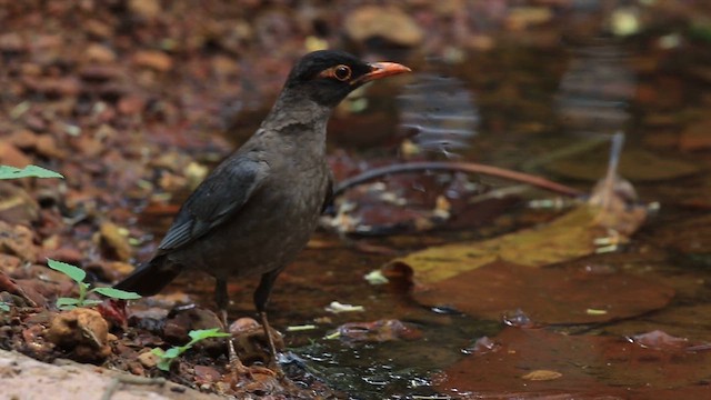 Indian Blackbird - ML619885142