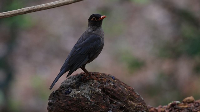 Indian Blackbird - ML619885149