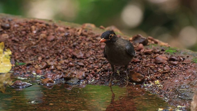 Indian Blackbird - ML619885150