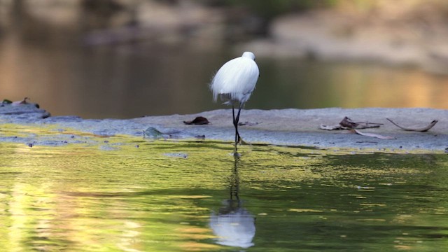 Little Egret - ML619885153