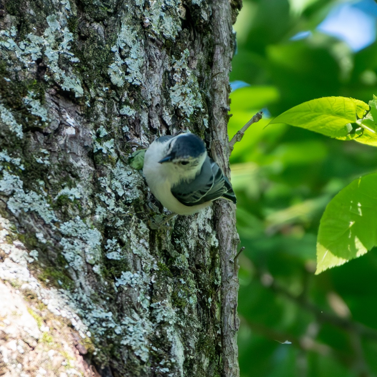 White-breasted Nuthatch - ML619885154