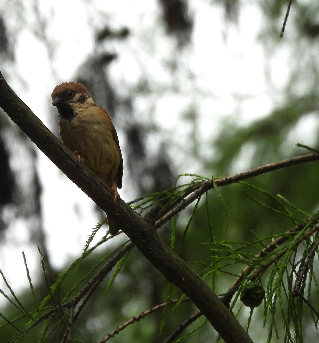 Eurasian Tree Sparrow - ML619885155