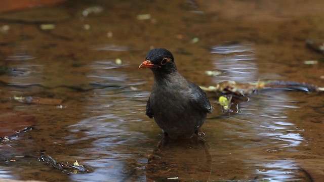 Indian Blackbird - ML619885157