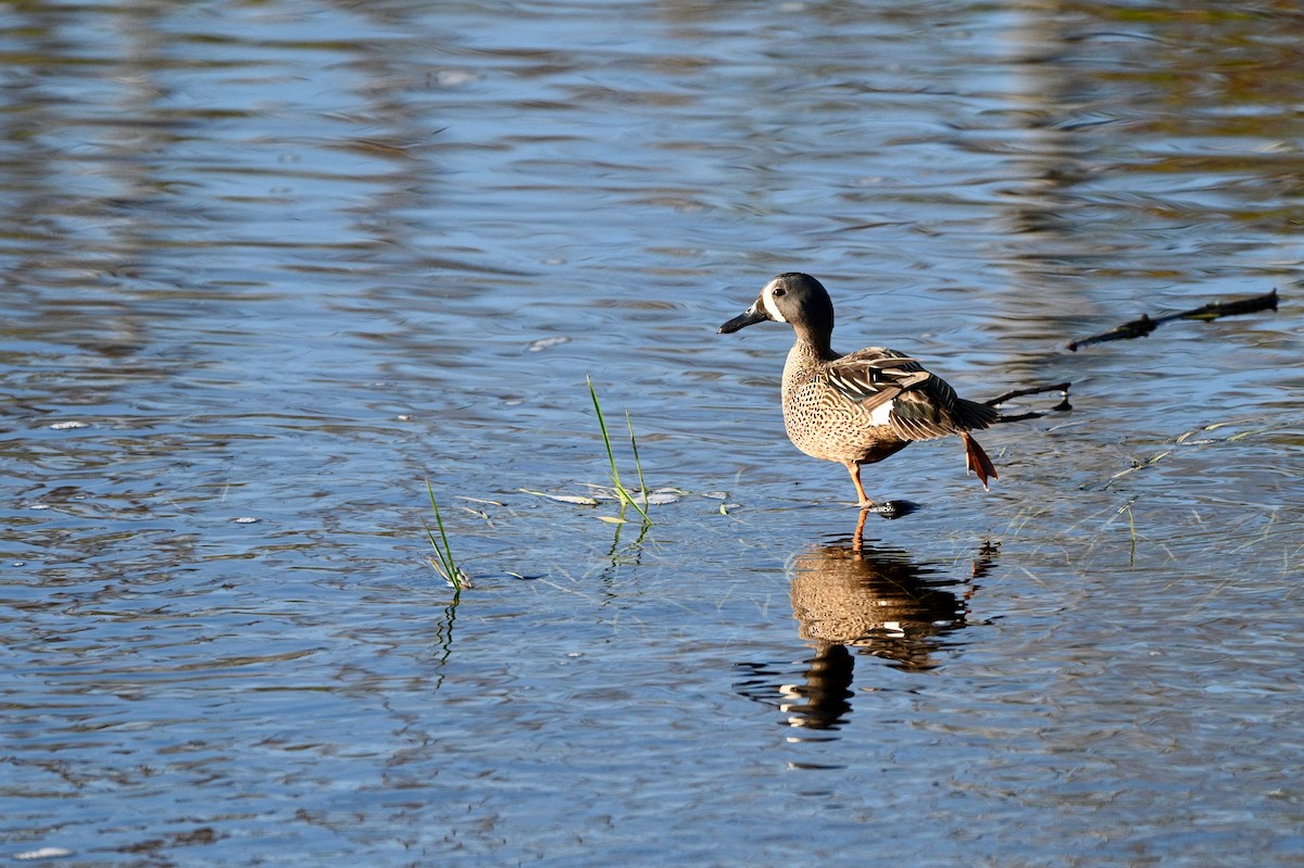 Blue-winged Teal - ML619885163