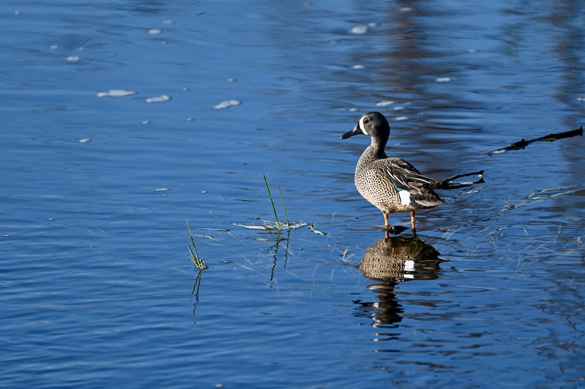 Blue-winged Teal - ML619885166