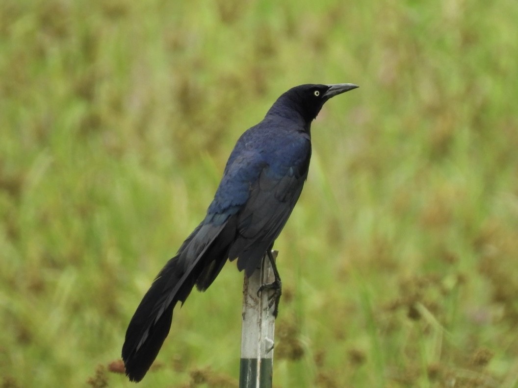 Great-tailed Grackle - ML619885175