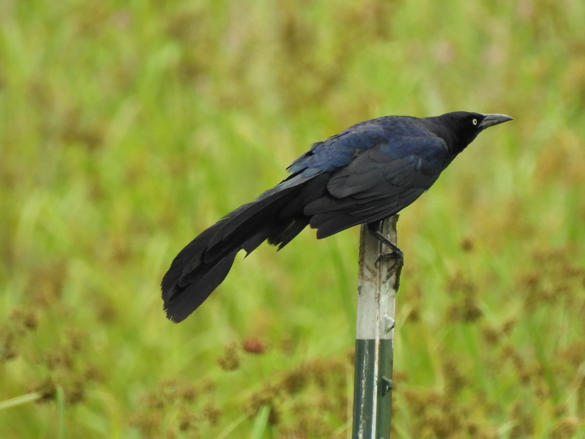 Great-tailed Grackle - ML619885176