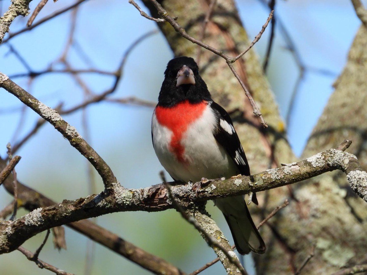 Rose-breasted Grosbeak - ML619885184