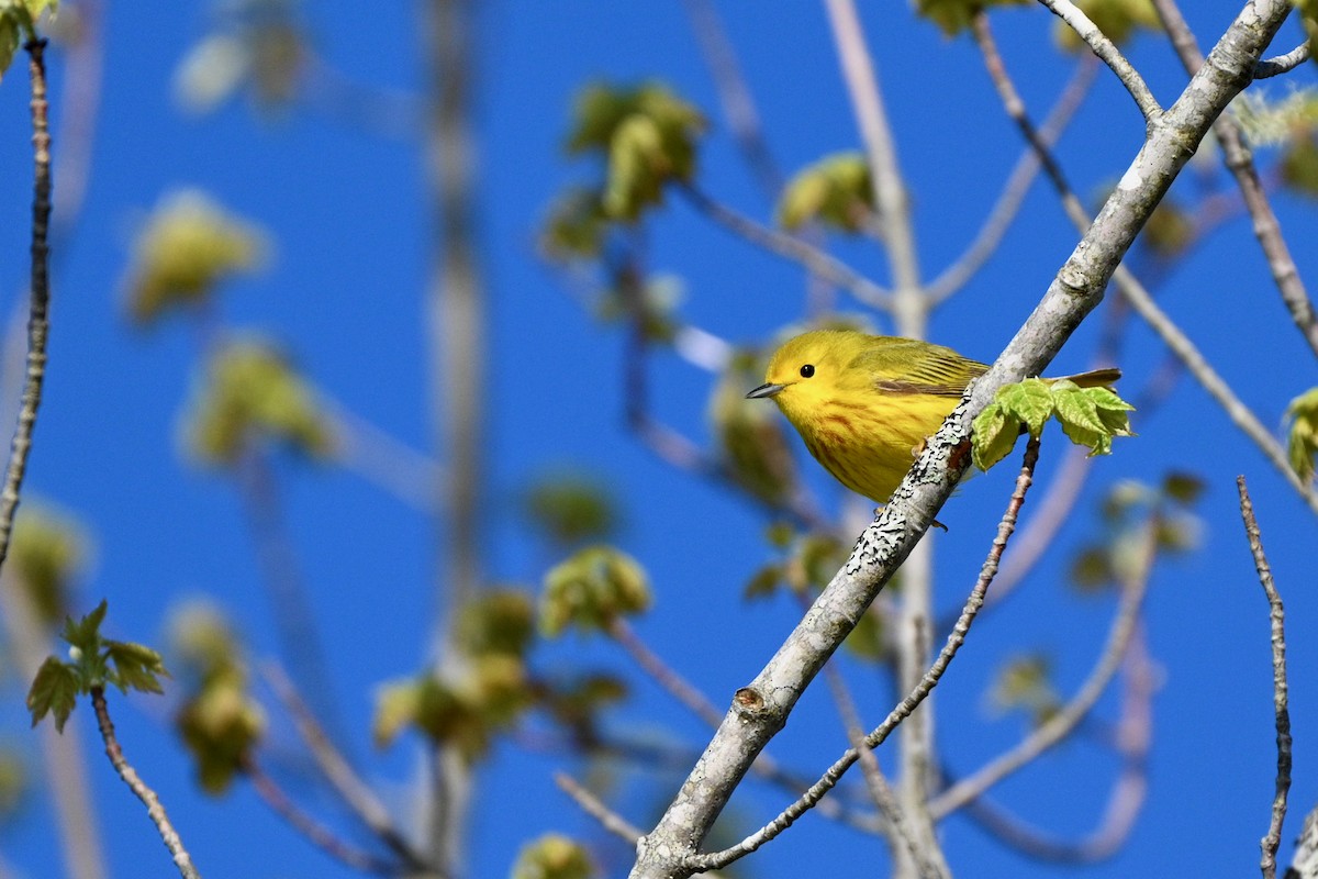 Yellow Warbler (Northern) - ML619885186
