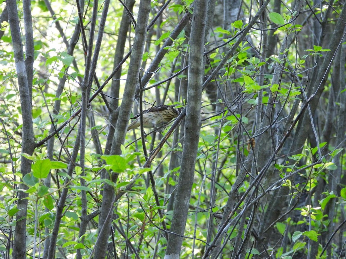 Rose-breasted Grosbeak - ML619885187