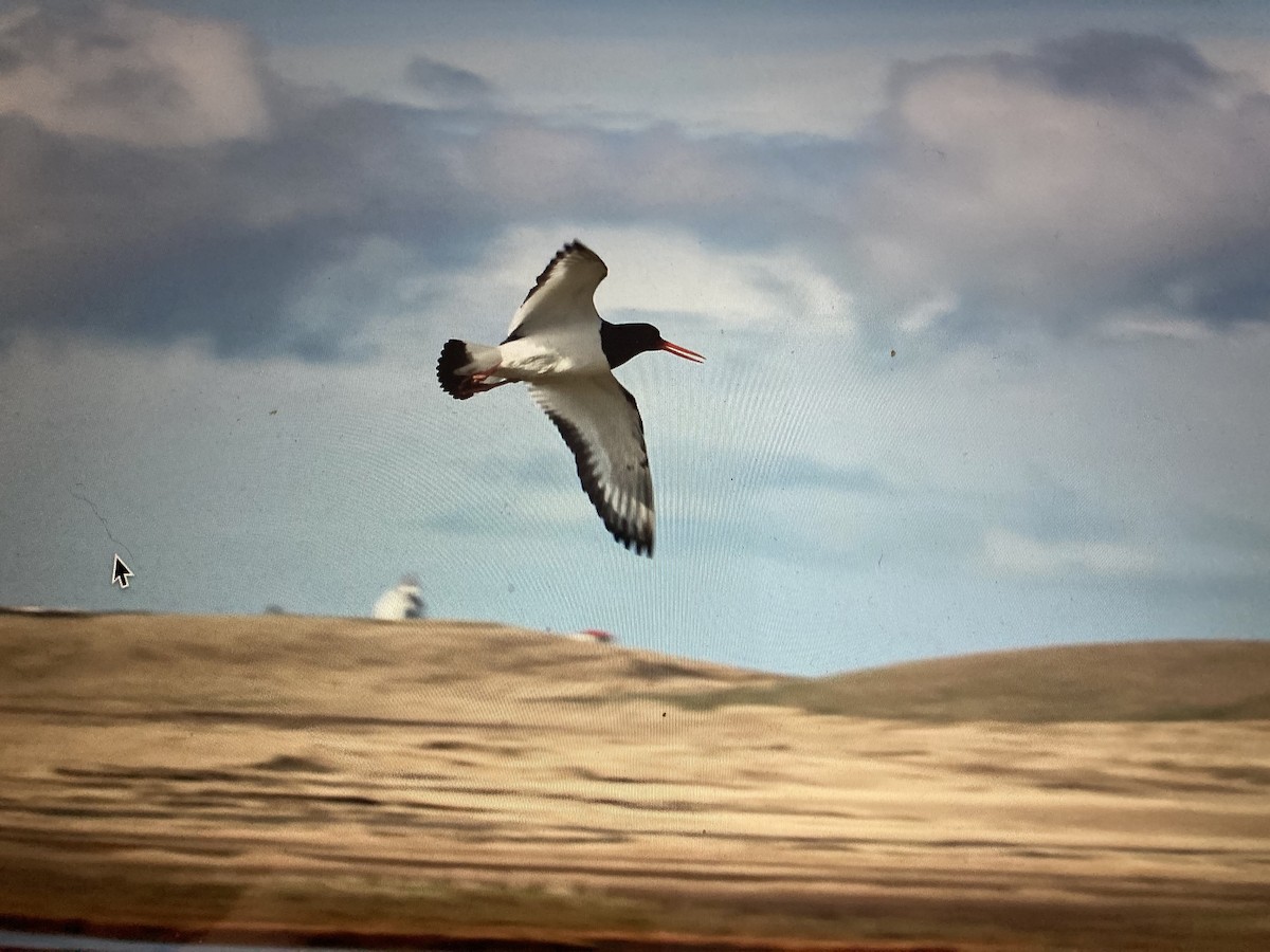 Eurasian Oystercatcher - ML619885188