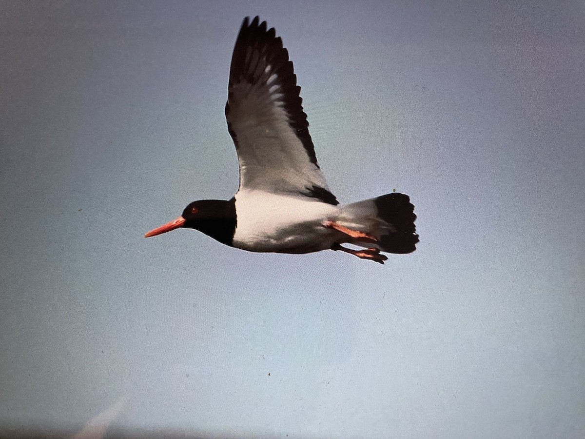 Eurasian Oystercatcher - stephen  carter