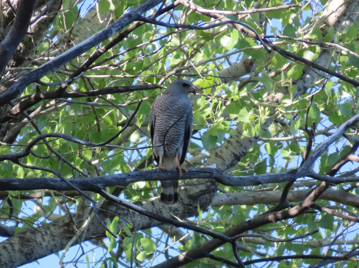 Gray Hawk - ML619885195