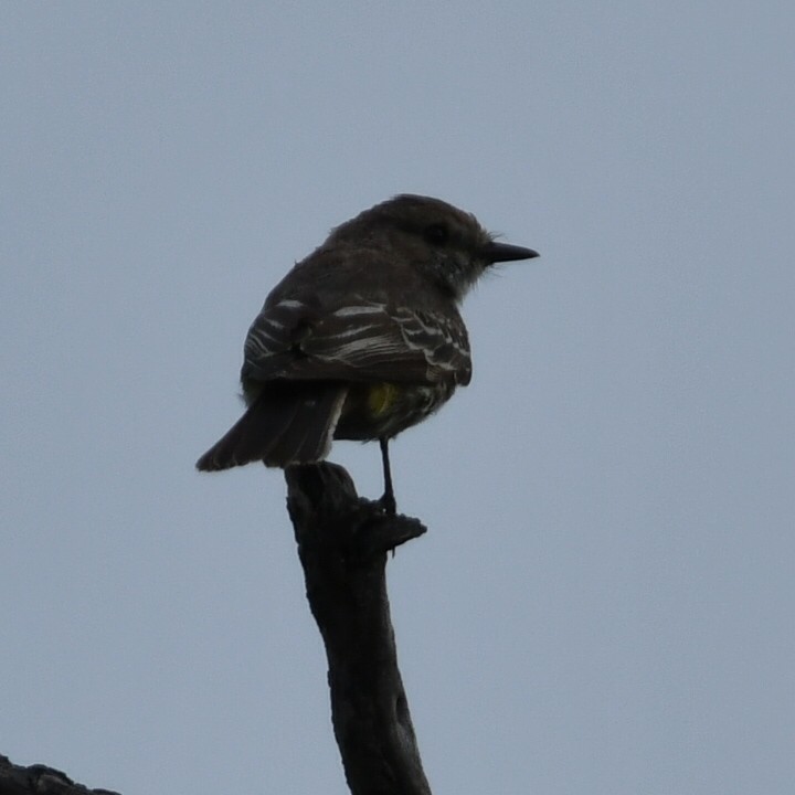 Vermilion Flycatcher - ML619885196