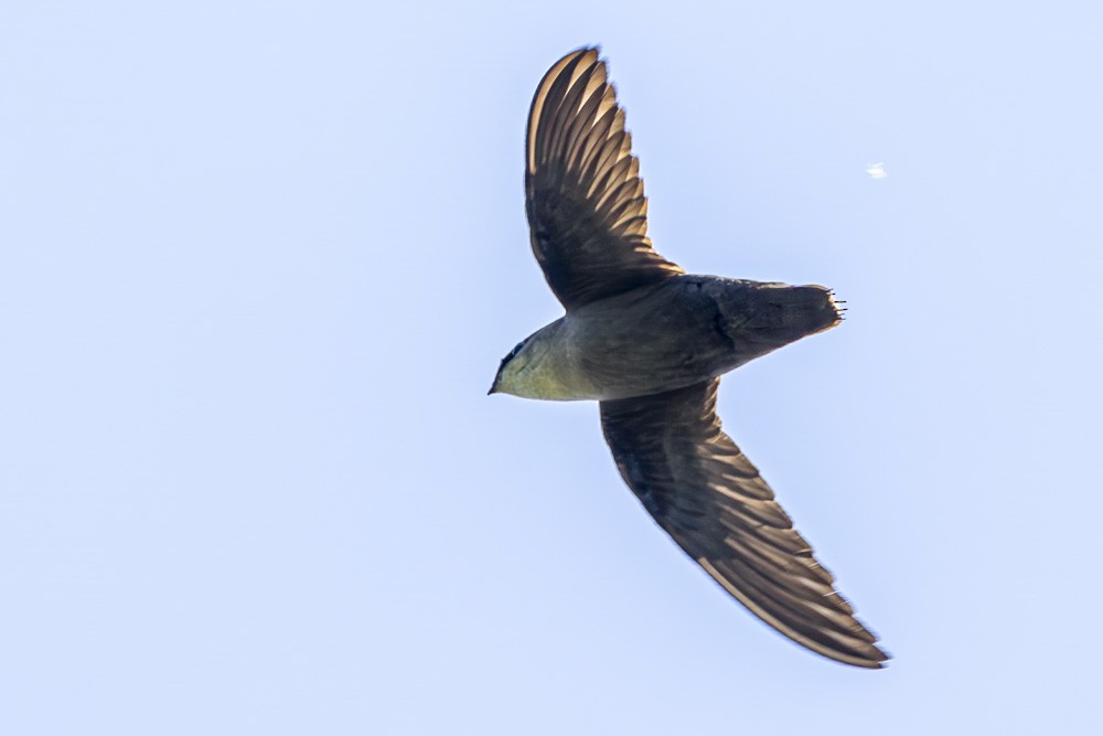 Chimney Swift - ML619885197