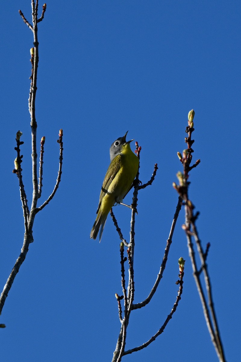 Nashville Warbler - ML619885198