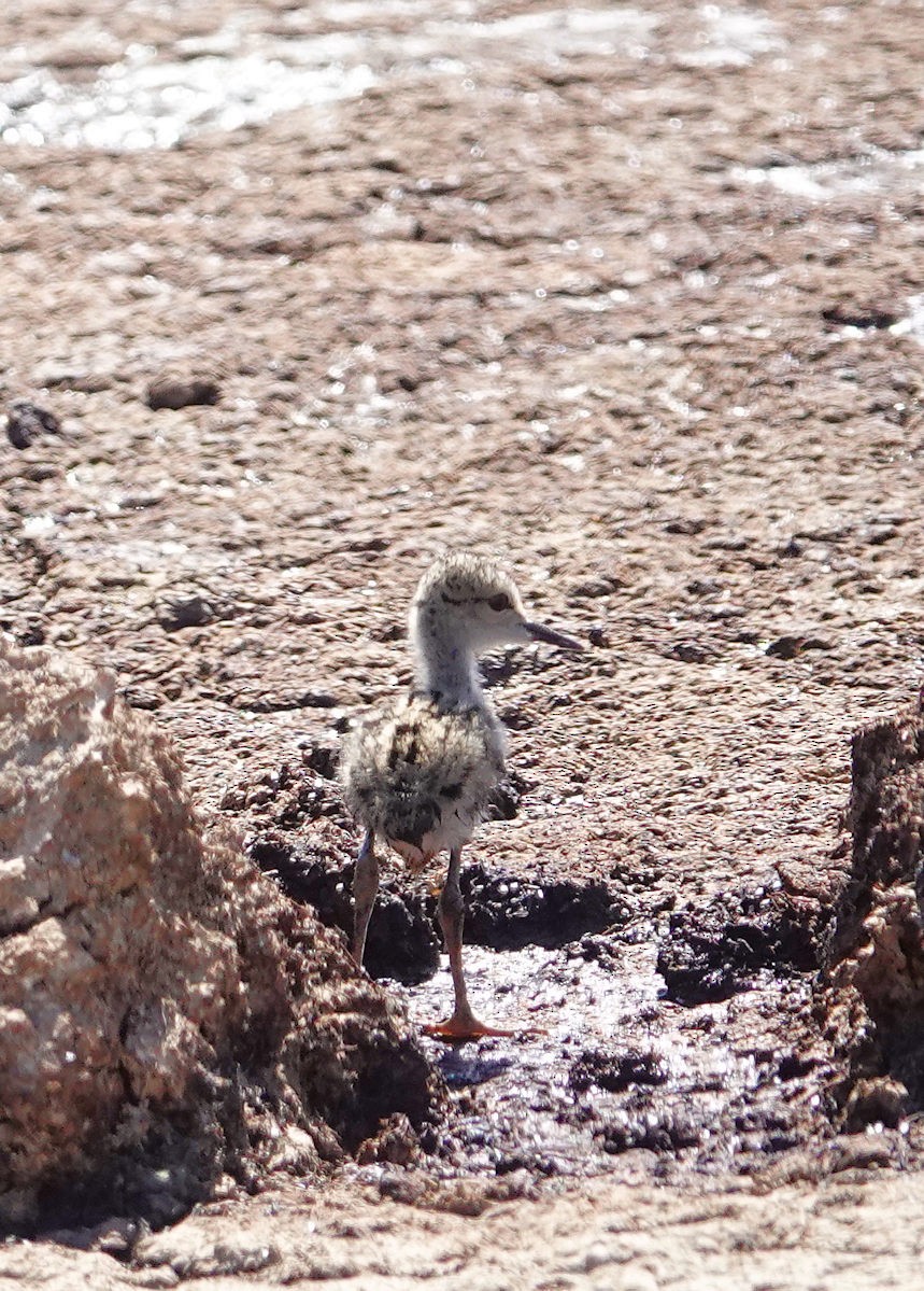 Black-necked Stilt - ML619885205