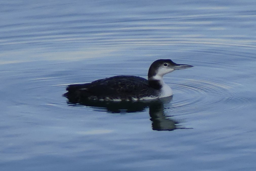 Plongeon huard - ML619885207