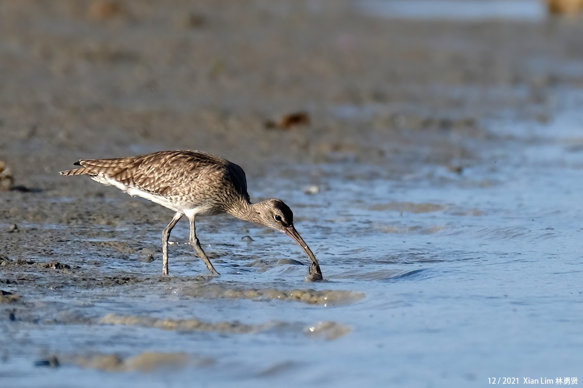 Whimbrel - ML619885209