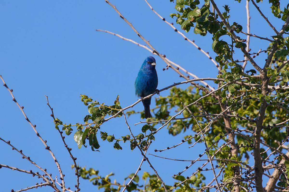 Indigo Bunting - ML619885211