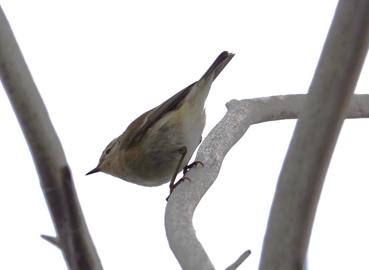 Hume's Warbler - ML619885214