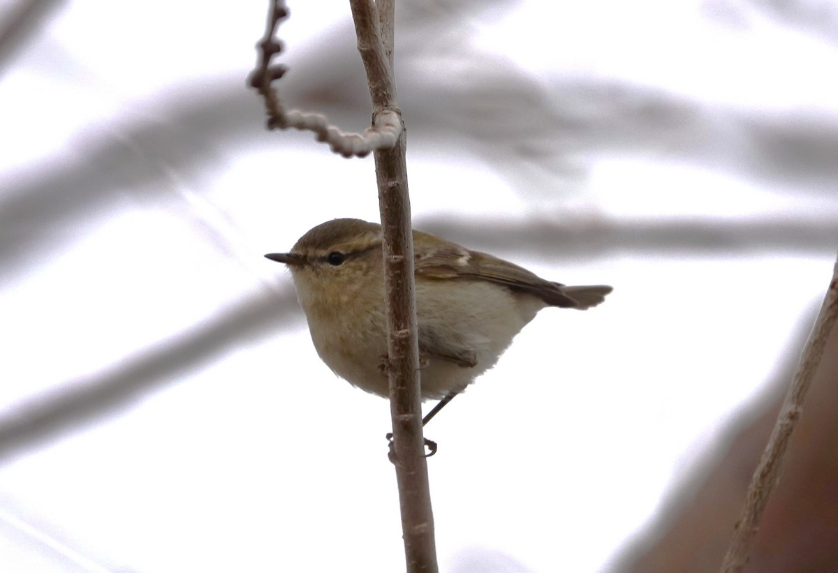 Hume's Warbler - ML619885215