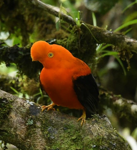 Andean Cock-of-the-rock - ML619885216