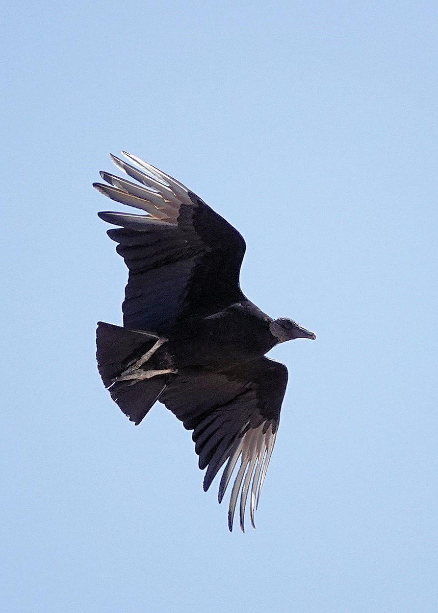 Black Vulture - ML619885220