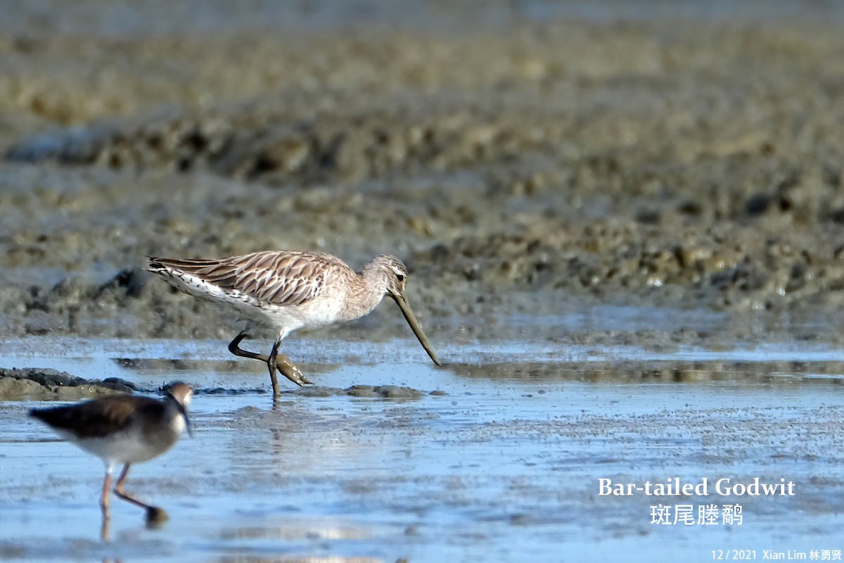 Bar-tailed Godwit - ML619885222