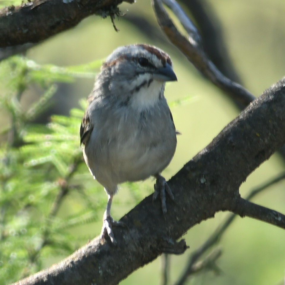 Chaco Sparrow - ML619885226