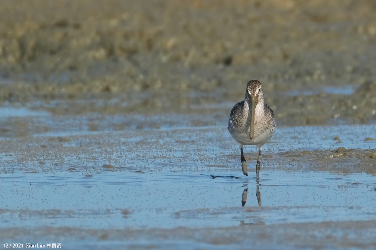 Asian Dowitcher - ML619885227