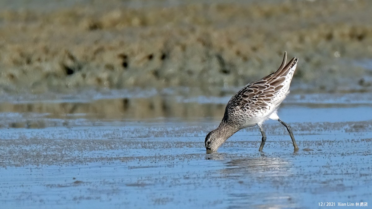Asian Dowitcher - ML619885228