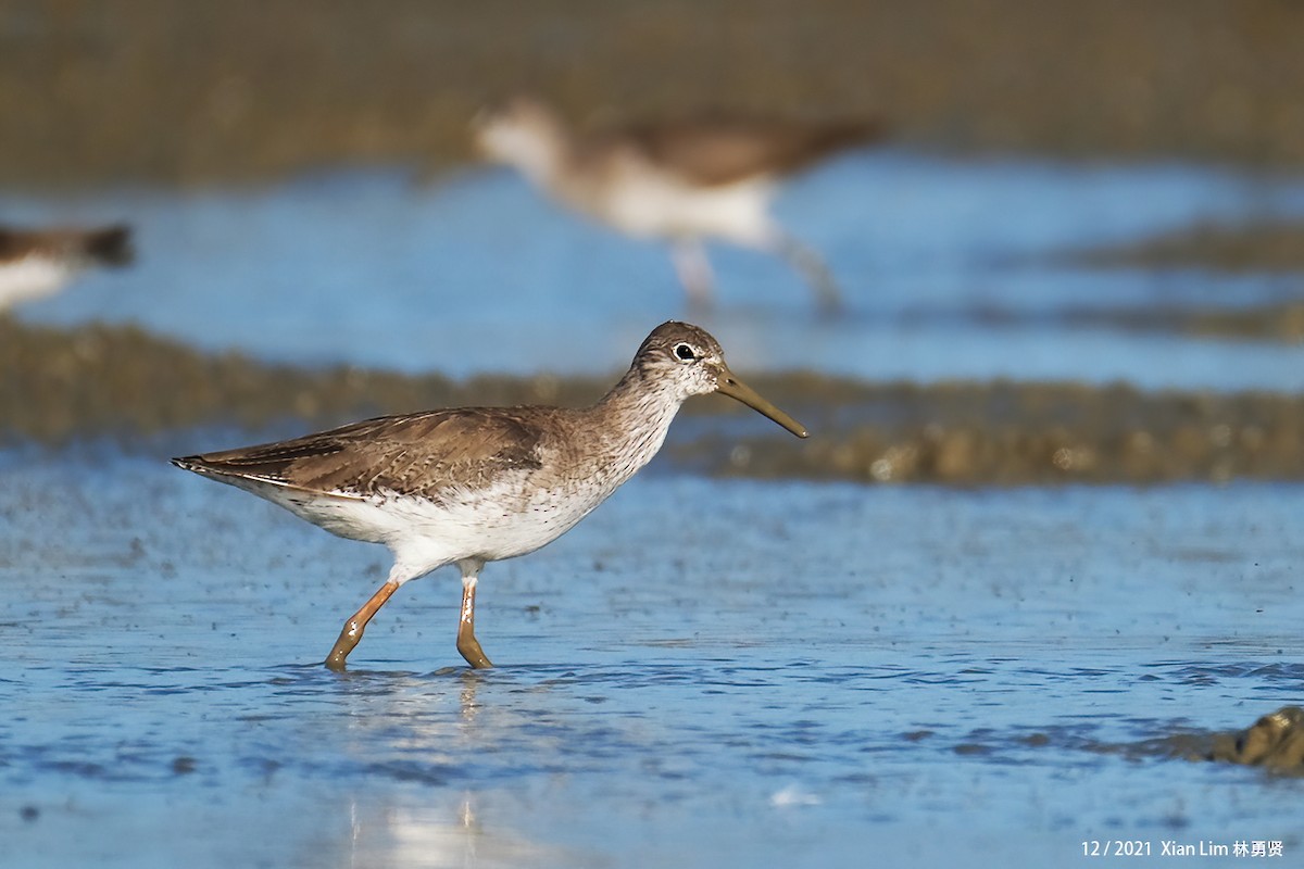 Common Redshank - ML619885232