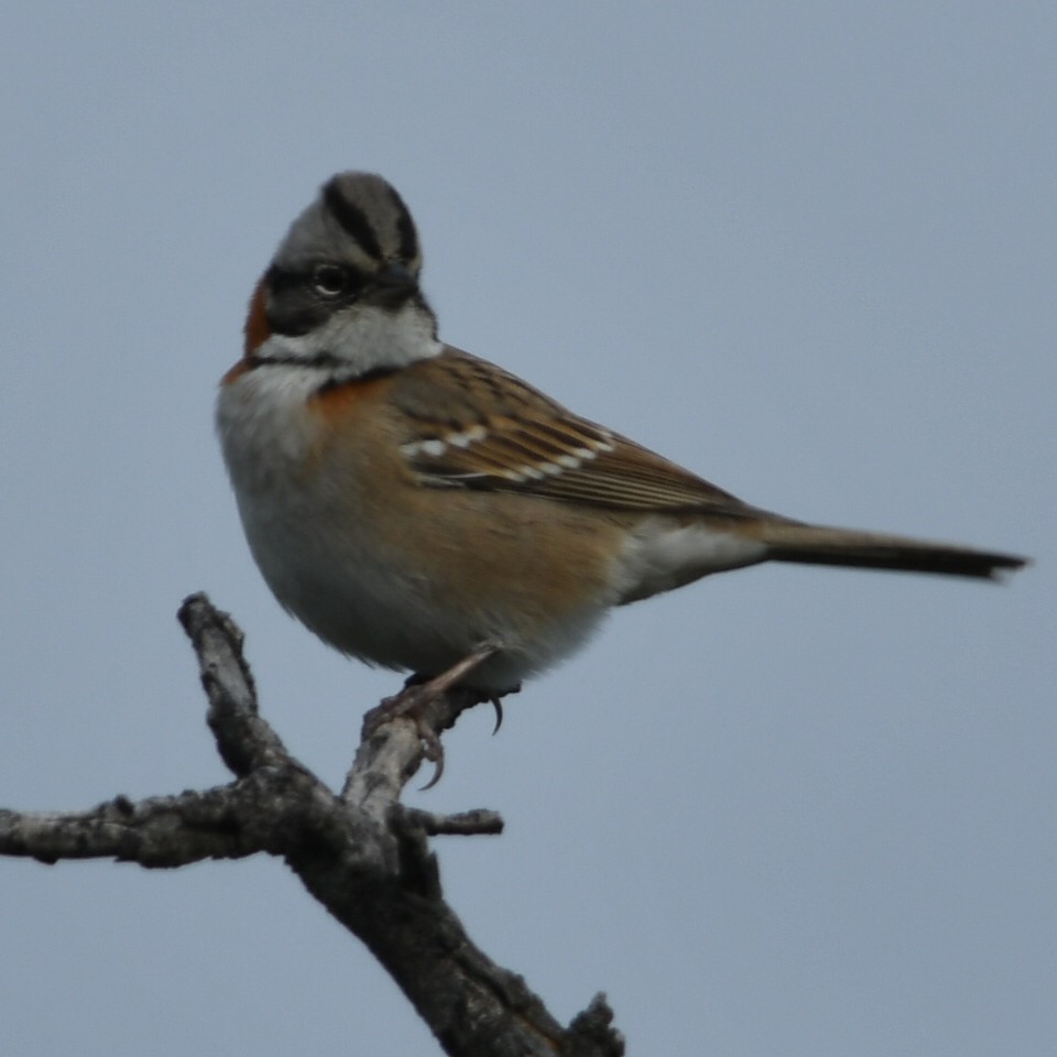 Rufous-collared Sparrow - ML619885233