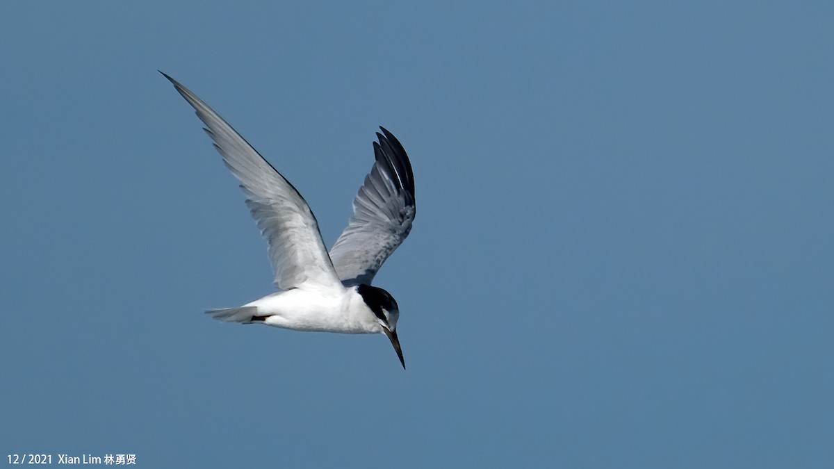 Little Tern - ML619885234