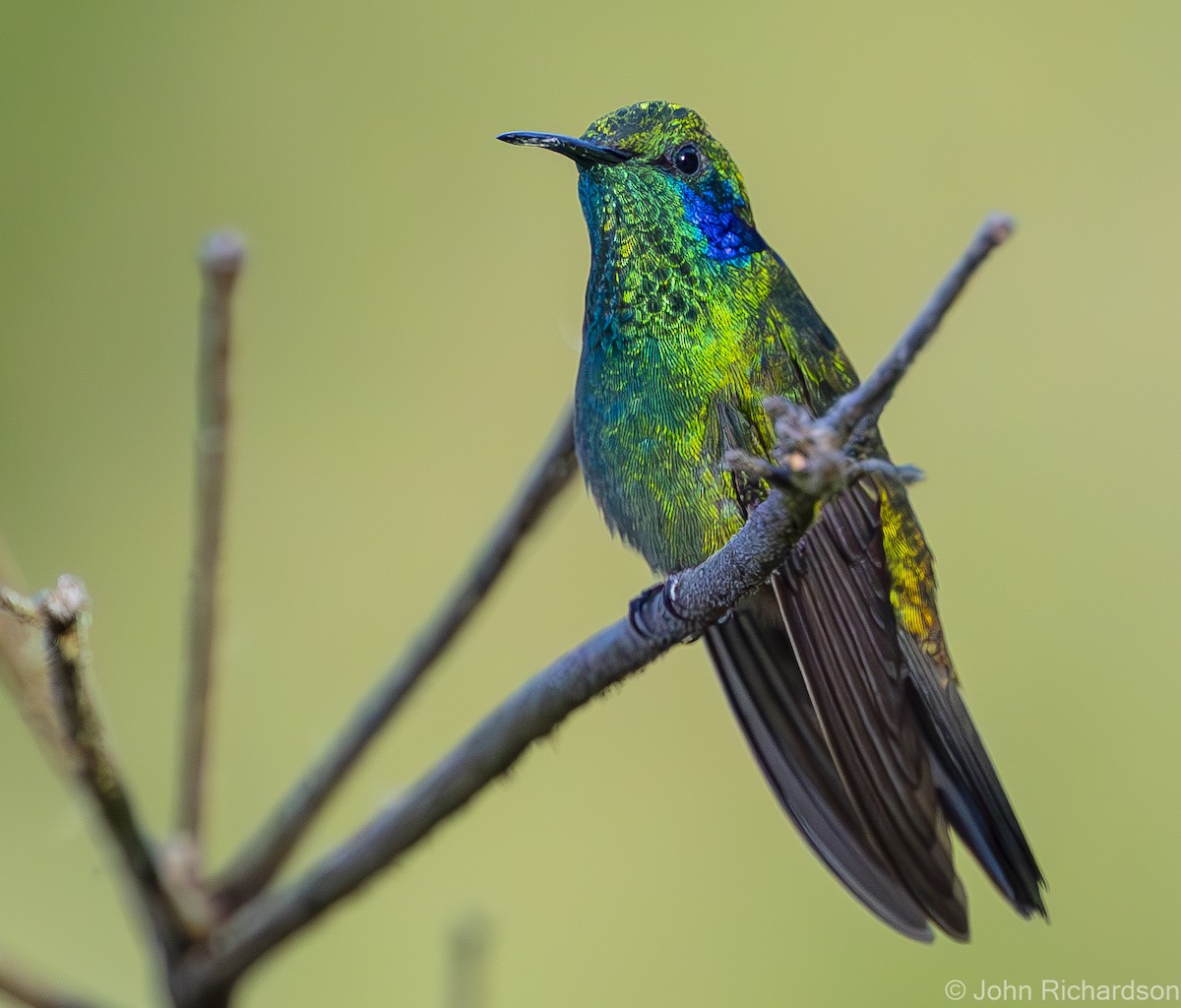 kolibřík modrouchý - ML619885242