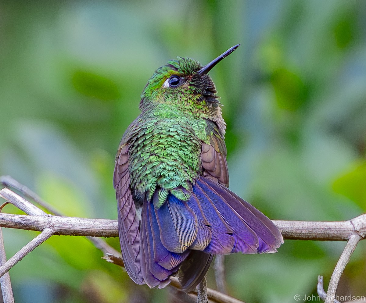 Tyrian Metaltail (Santa Marta) - ML619885247