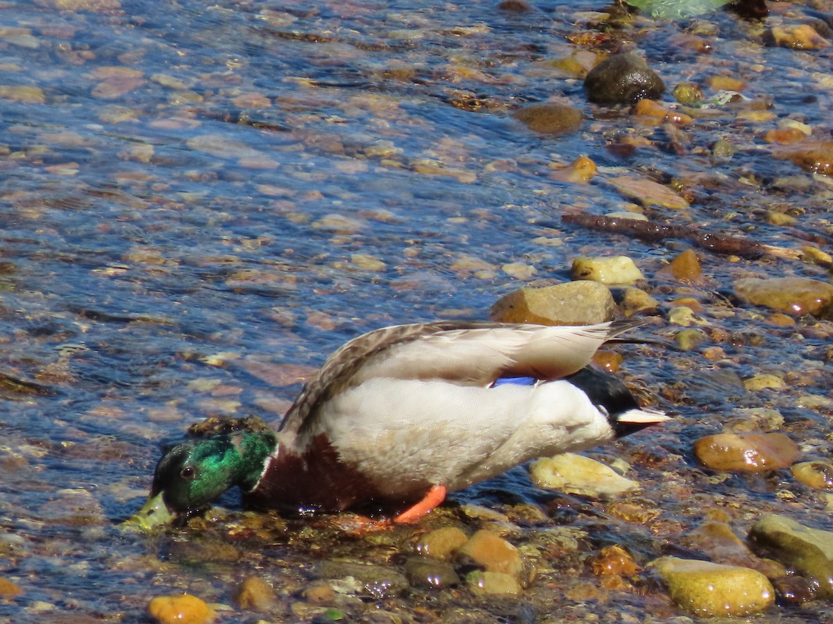 Mallard - ML619885252