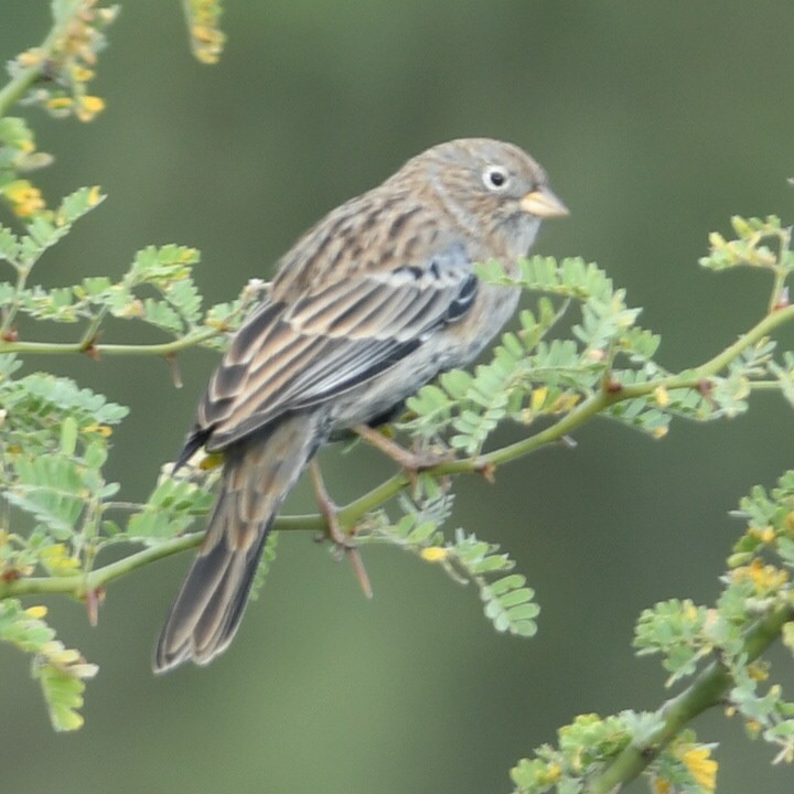 Carbonated Sierra Finch - ML619885253