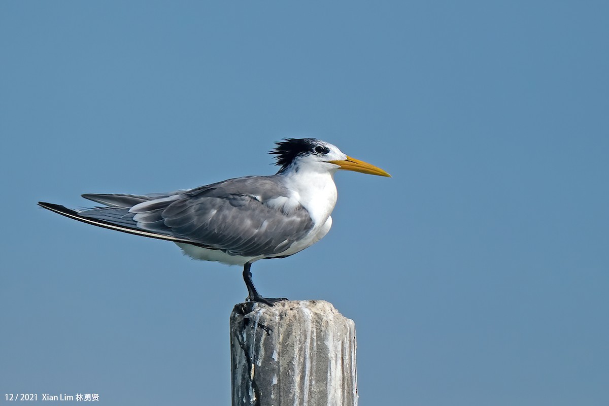 Great Crested Tern - ML619885254