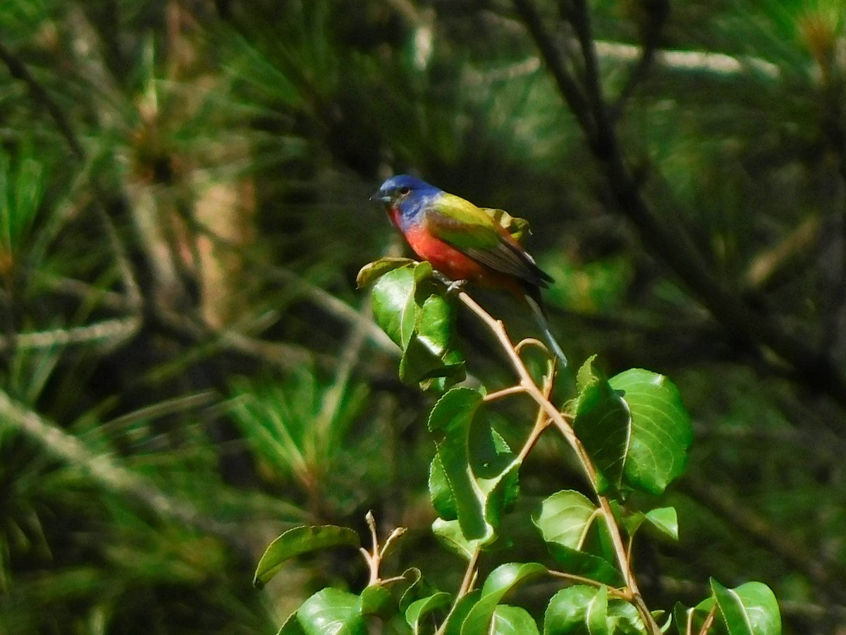 Painted Bunting - ML619885255