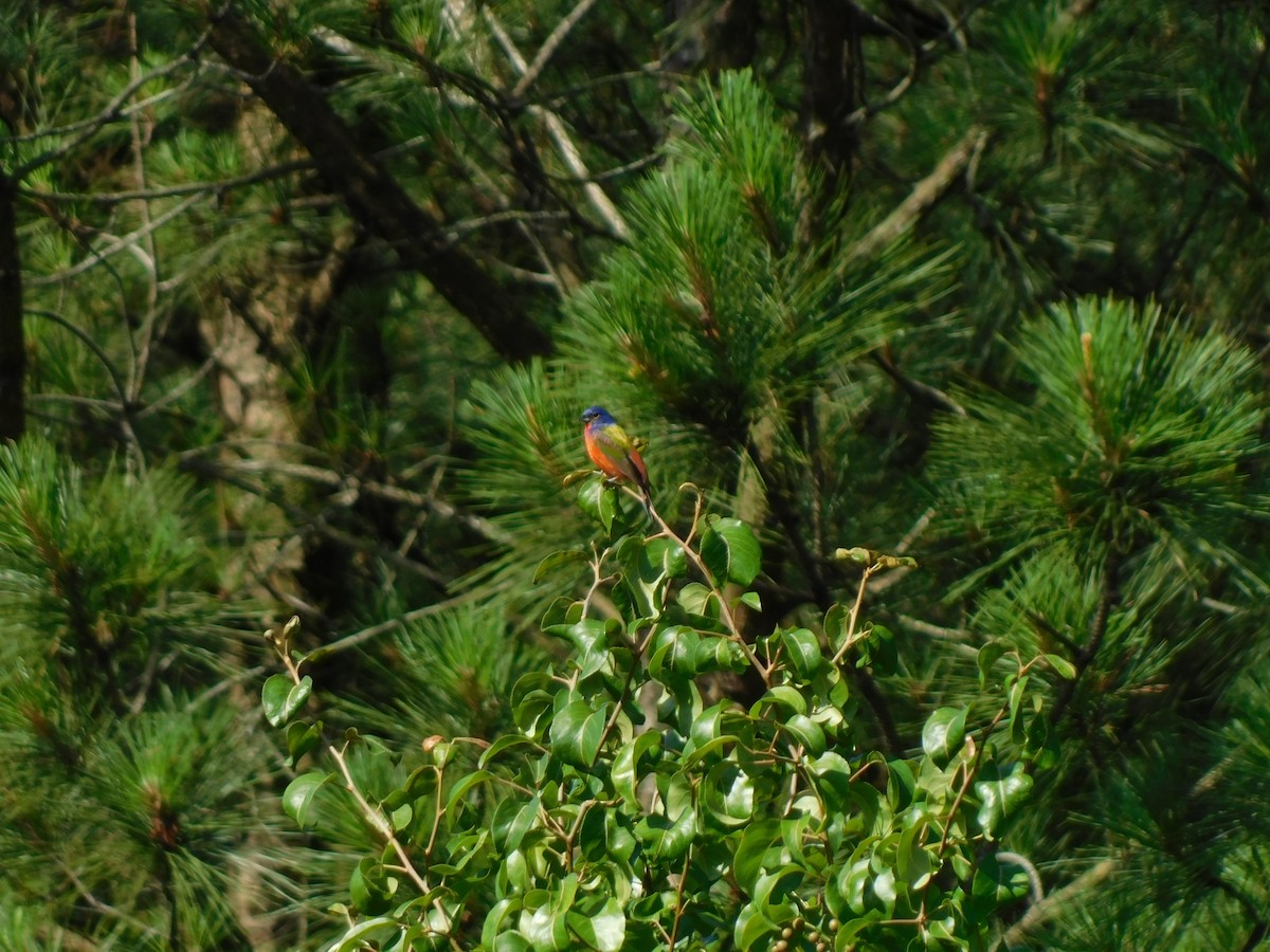 Painted Bunting - ML619885256