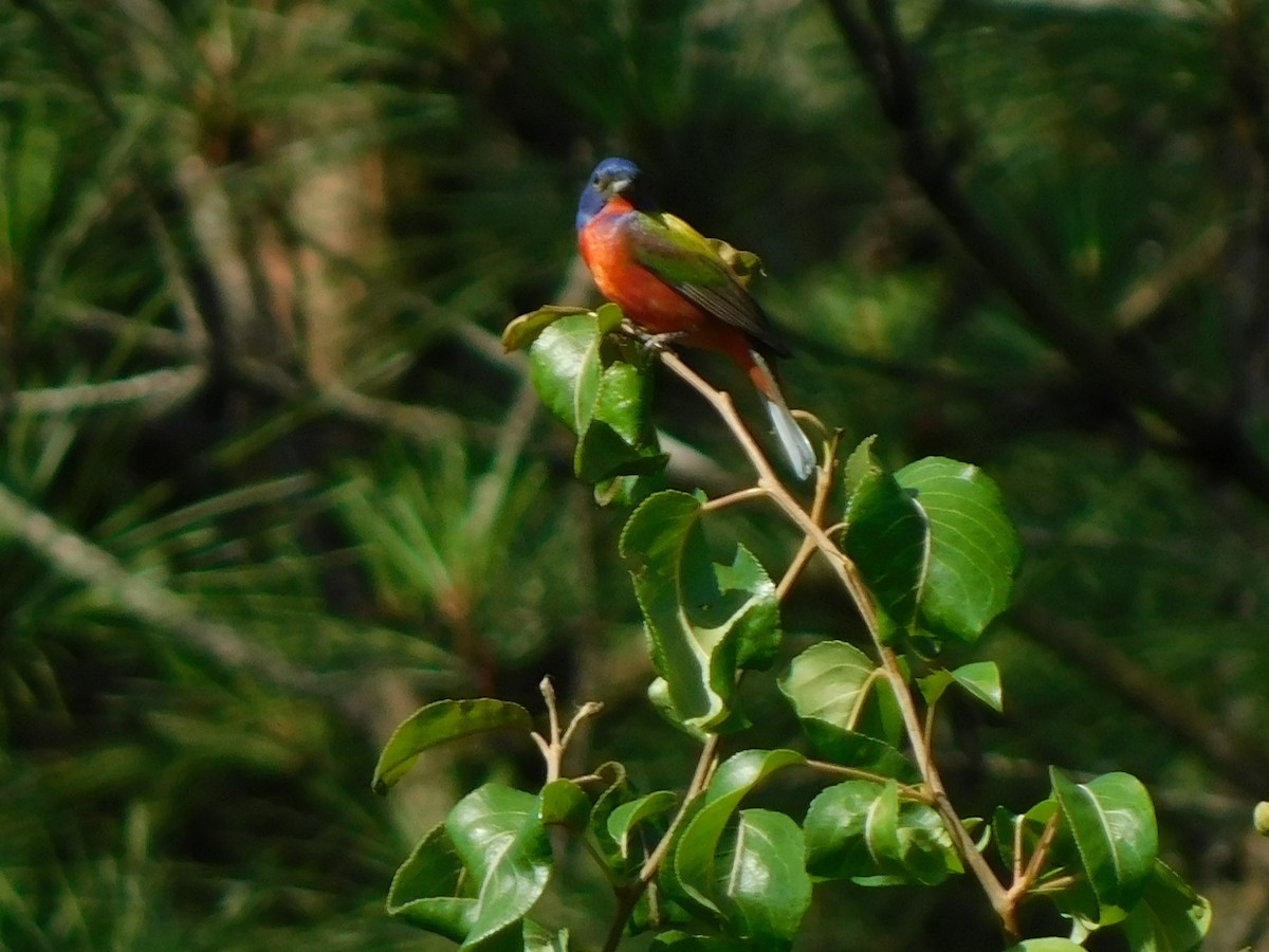 Painted Bunting - ML619885257