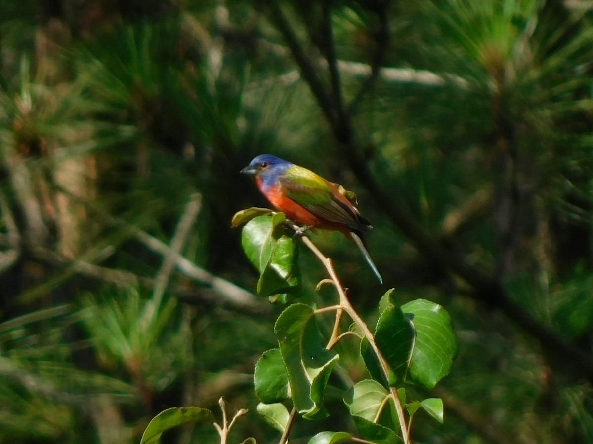 Painted Bunting - ML619885258