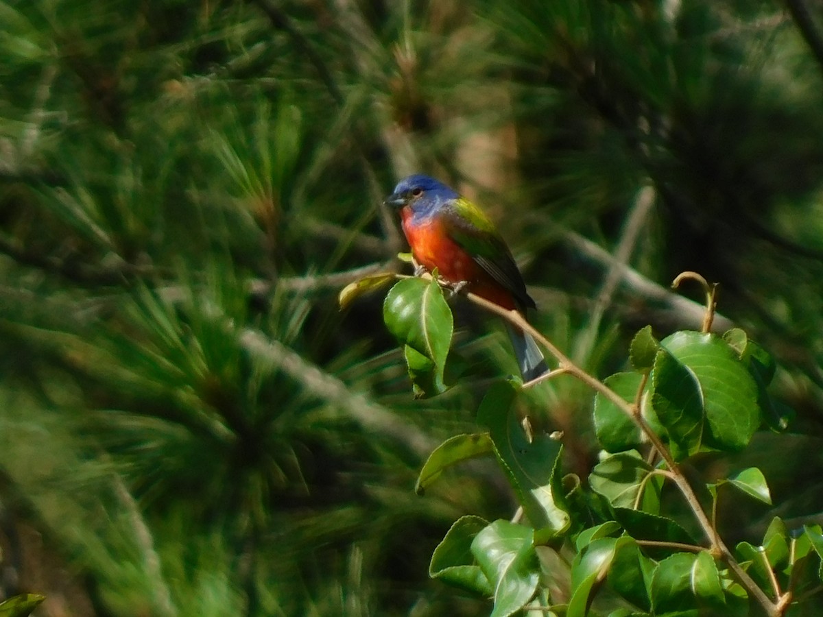 Painted Bunting - ML619885259