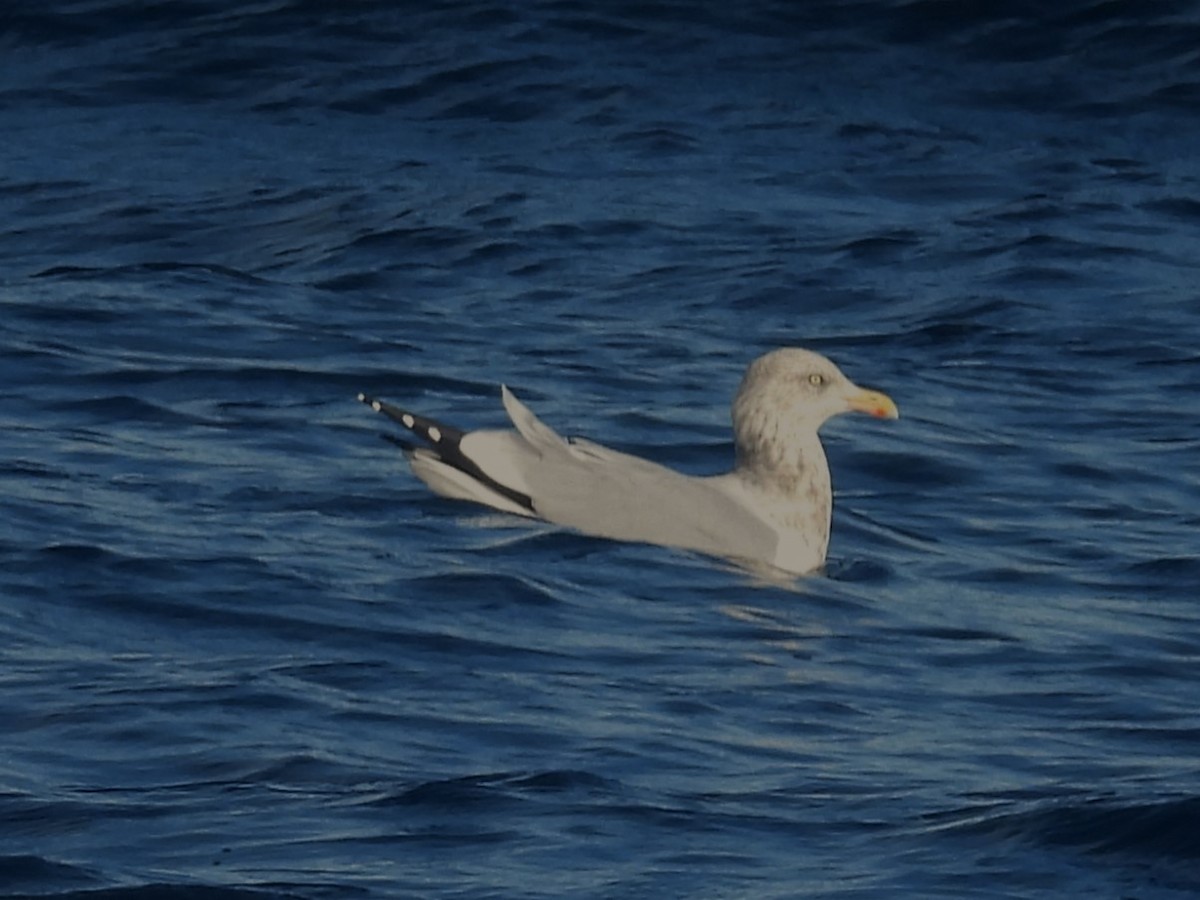 Herring Gull (American) - ML619885262